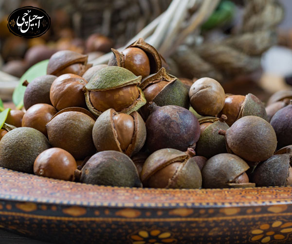 بررسی خواص ماکادمیا در بهبود بیماری سلیاک